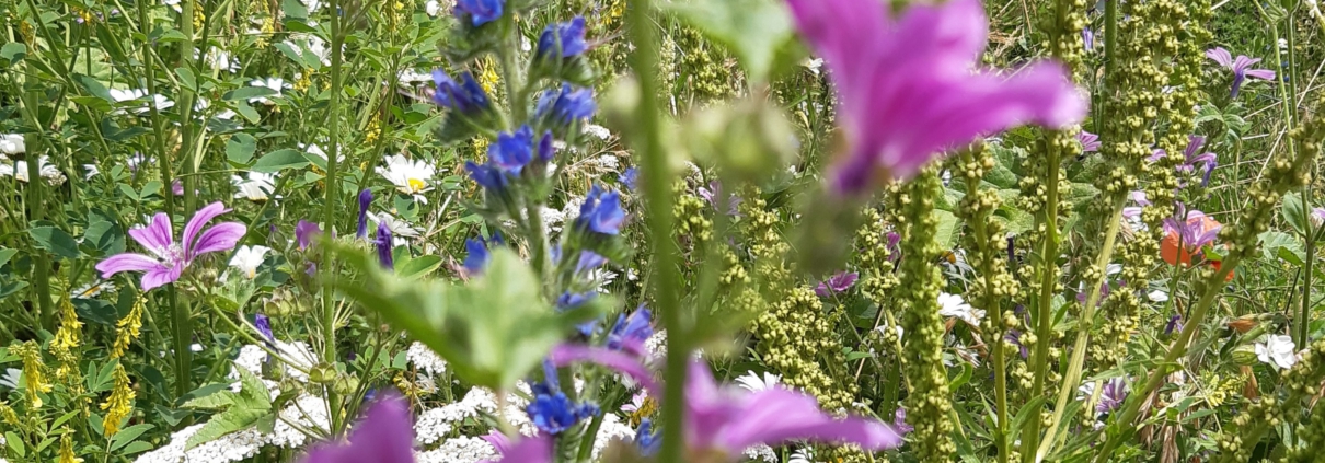 0ad3b936-f097-43c5-83c7-97834dbd1822 Begrünung bringt Leben in den Weinberg