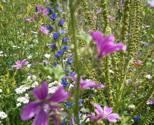 0ad3b936-f097-43c5-83c7-97834dbd1822 Begrünung bringt Leben in den Weinberg