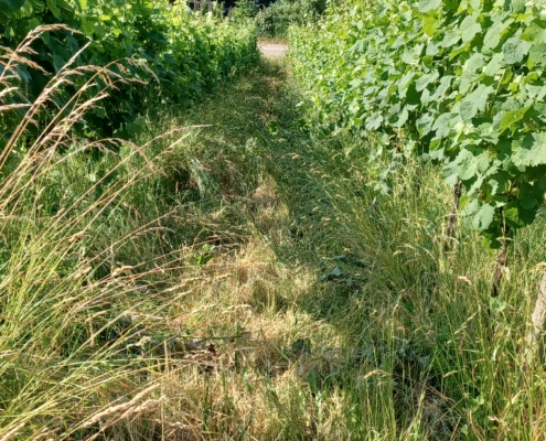 4474618f-94a6-4770-ad72-beb5c635f238